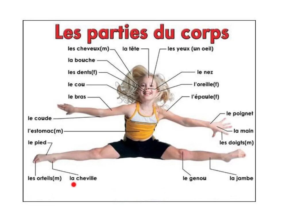 Части тела человека на французском. Corps pour перевод. Les parties du corps картинки. Части тела на французском для детей. Части тела задания.