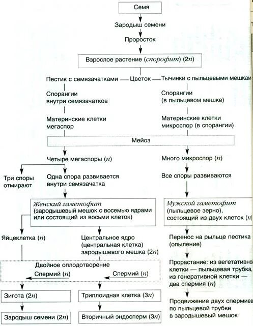 Наличие двойного оплодотворения у покрытосеменных. Схема двойного оплодотворения у покрытосеменных растений. схема процесса двойного оплодотворения цветковых растений. схема двойное оплодотворение у цветковых растений схема. цикл развития покрытосеменных растений.