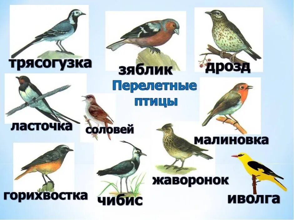 Перелетных птиц ты знаешь. Перелетные птицы урала для детей. перелетные и неперелетные птицы для детей.