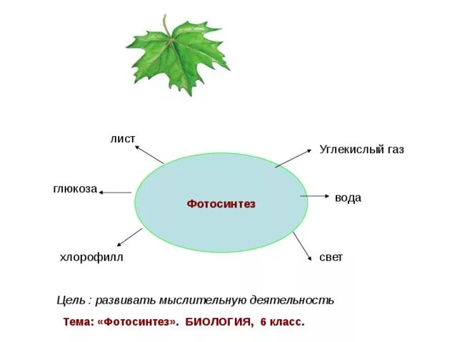 Фотосинтез 6 класс биология. Фотосинтез схема. Кластер фотосинтез. Кластер на тему фотосинтез.