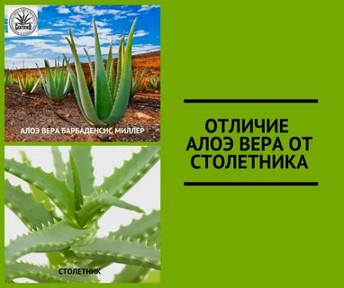 Чем отличается алоэ