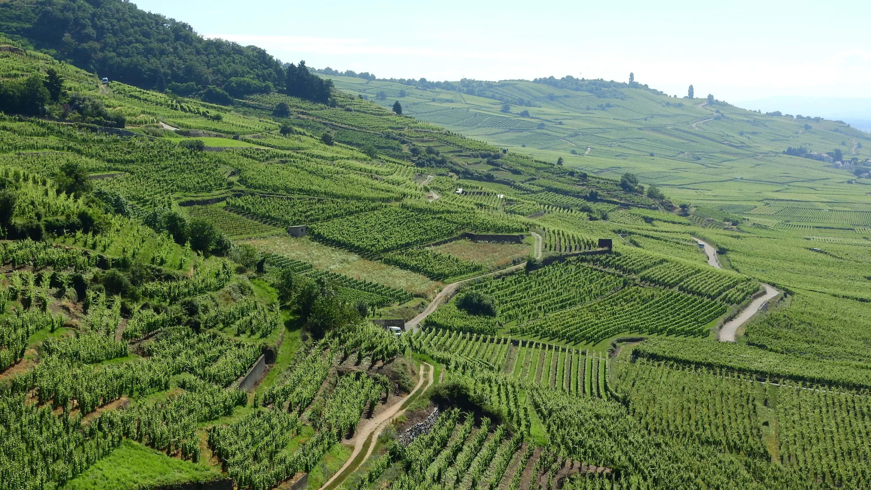 Виды плантаций. Виноградники Лаво в Швейцарии. Долина Рейна виноградники. Виноградные поля Франции. Виноградные плантации во Франции.