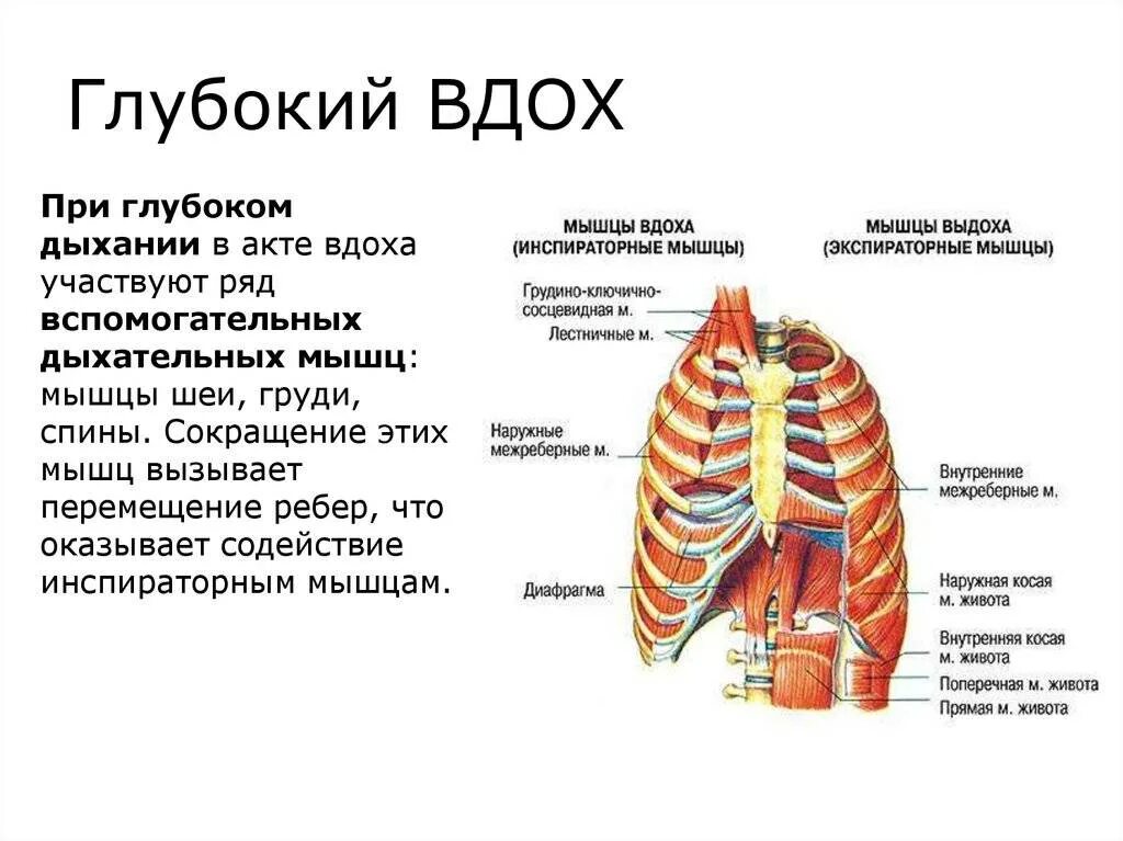 Тяжело дышать при вдохе причины. Дыхательные мышцы вдоха и выдоха. Почему трудно сделать глубокий вдох. Дыхание грудной клеткой. Причины тяжелого вдоха