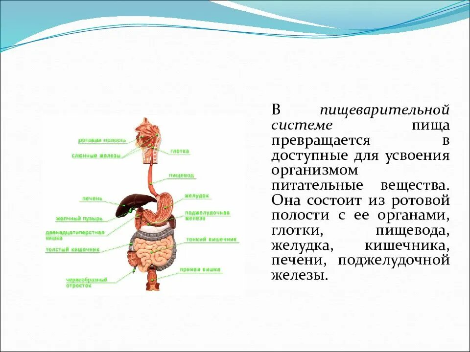 Движение пищи по пищеводу. Пищеварительная система человека. Питательные вещества пищеварительной системы. Пищеварительная система состоит из. Факты о пищеварительной системе человека.