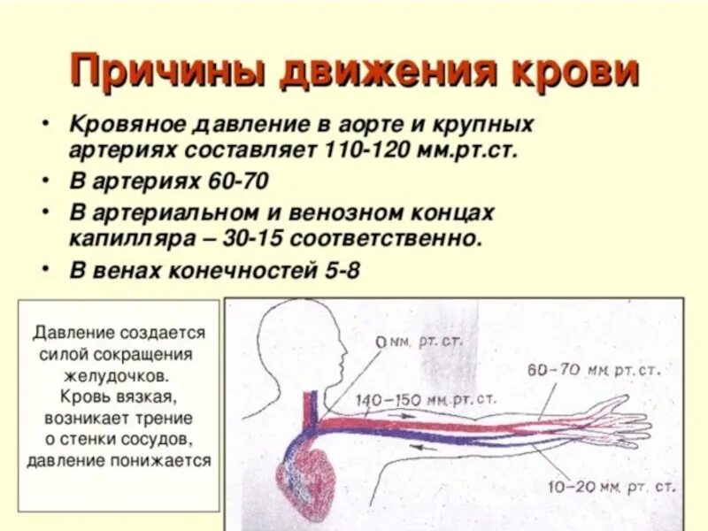 В жилах течет кровь. Давление движения крови по артериям. Кровеносные сосуды скорость движения крови. Артериальное венозное и капиллярное давление крови. Давление в артериях венах и капиллярах.