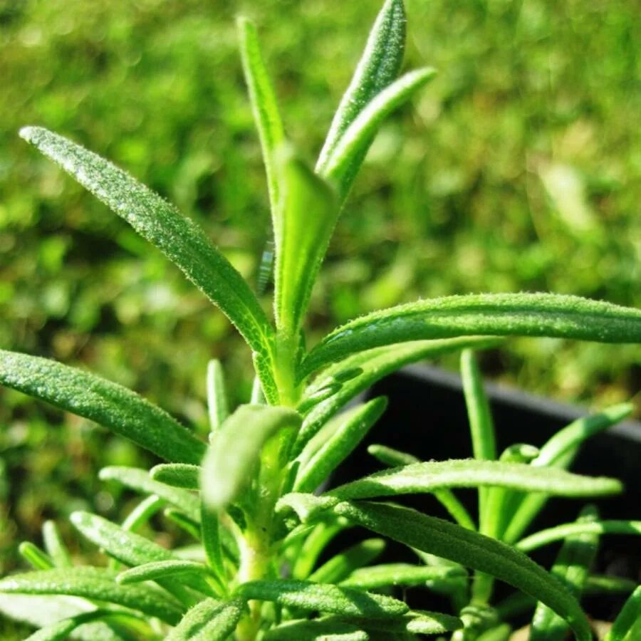 Розмарин посадка. Розмарин садовый. Розмарин сорняк. Ростки розмарина. Розмарин корсикан блю.