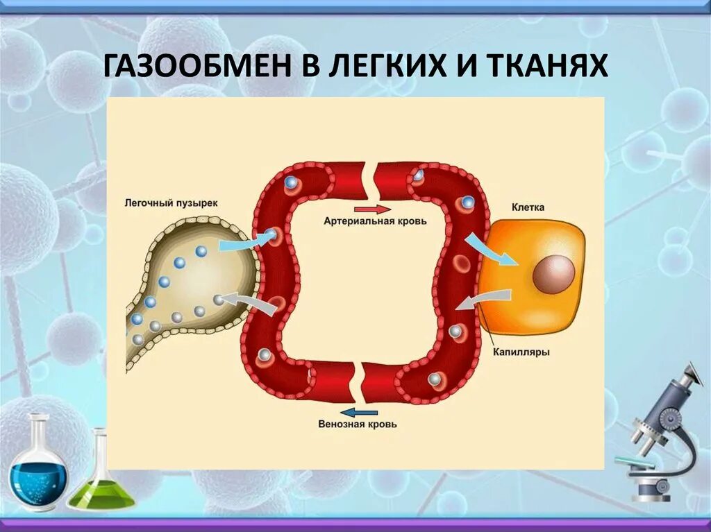 Процесс газообмена в легких и тканях схема. Механизм обмена газов в легких. Схема газообмена в тканях биология. Схема газообмена в легких и тканях 8. Круги газообмена в легких