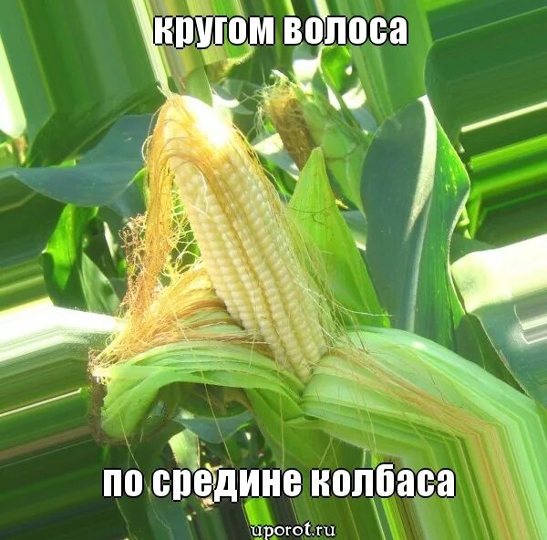 Вокруг волоса по середине колбаса. Пробка с иглой. Загадка кругом волоса по середине колбаса. Фиброузные колбасные оболочки. Кругом волоса по середине колбаса.