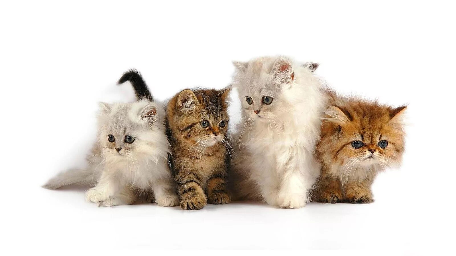 Четверо кошек. Котенок на белом фоне. Красивые котята. Пушистые котята. Котята на рабочий стол.