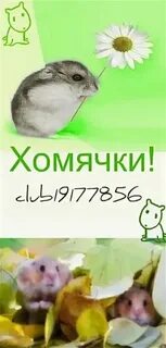 Ежедневный шрифт в хомяке 6