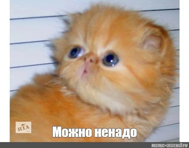 Рыжий котик мем. Упоротый рыжий котенок. кот из мемов рыжий. рыжий котенок из мема. мем с котиком не надо.