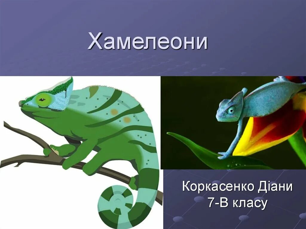 Хамелеон род. Хамелеон. Хамелеон биология. Хамелеоны презентация по биологии. Хамелеон биология 7 класс.