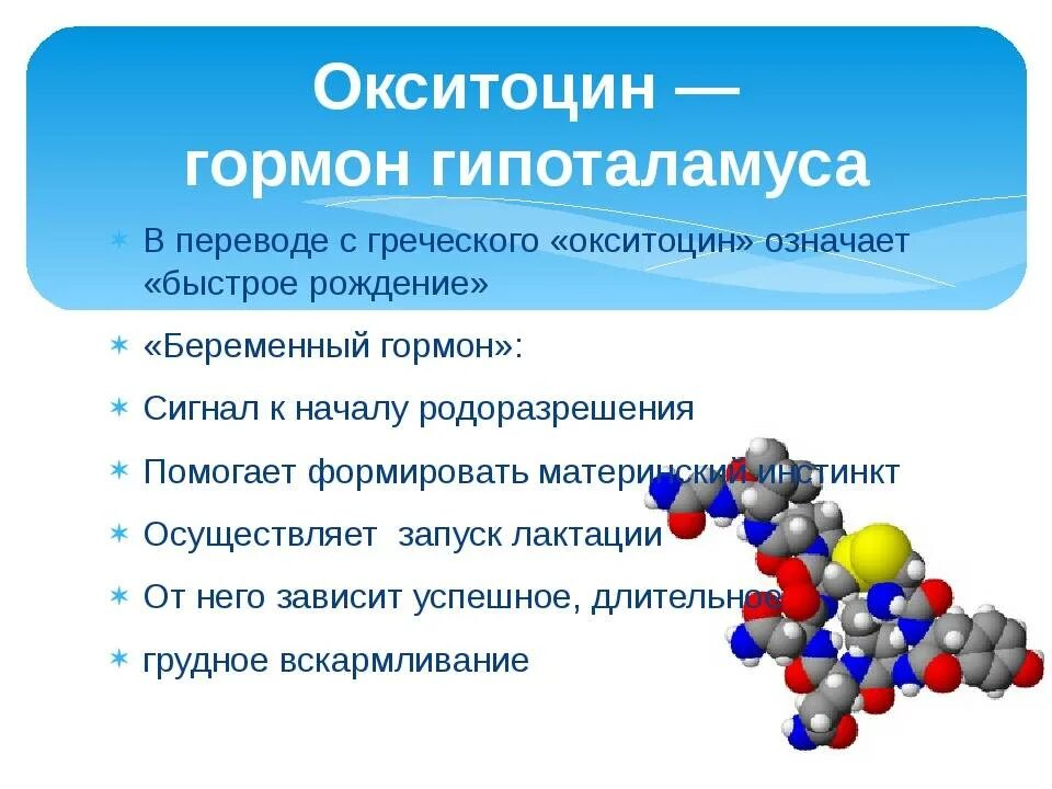 Гормоны в организме мужчины. Окситоцин гормон. Оксицо. Окситоцин функции гормона. Гормон окситоцин синтезируется.