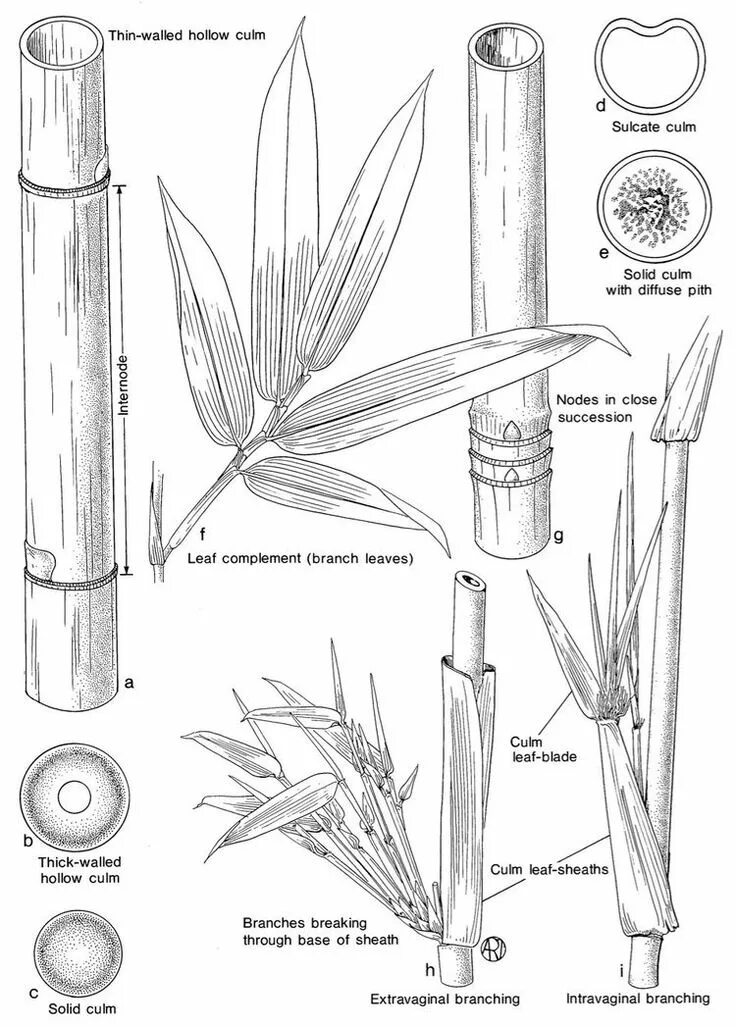 Как подключить bamboo