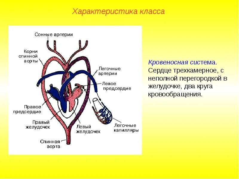 Строение сердца класса пресмыкающихся. Пресмыкающиеся кровеносная система круги кровообращения. трехкамерное сердце с перегородкой в желудочке. венозная система пресмыкающихся. кровяная система пресмыкающихся.