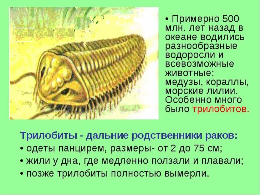 Сообщение о древнем животном. Древние животные обитающие на земле миллионы лет назад. трилобиты презентация. трилобиты сообщение 5 класс. 500 млн лет назад.
