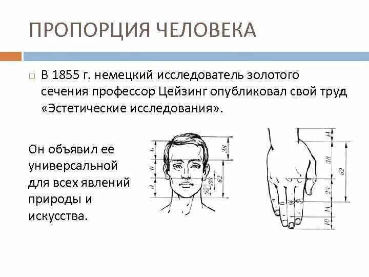 Золотое сечение рентгенодиагностические центры. Немецкий исследователь золотого сечения профессор Цейзинг. Цейзинг эстетические исследования.