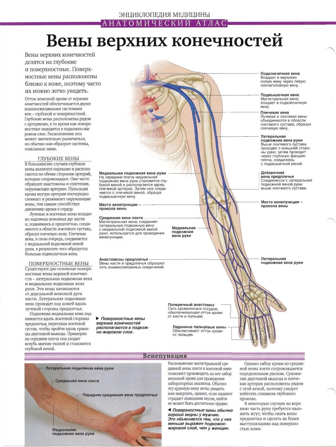Вены верхней конечности. Кубитальная Вена верхней конечности. Поверхностные вены верхней конечности анатомия. Поверхностные вены верхней конечности схема. Лучевая подкожная Вена верхней конечности.