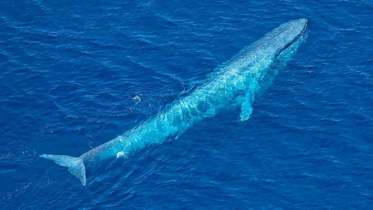 Какое млекопитающее самое крупное. Голубой кит Balaenoptera musculus. Синий кит блювал. Синий голубой кит блювал. Голубой кит 33 метра.