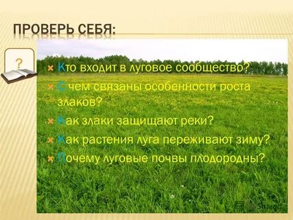 Экосистема луга