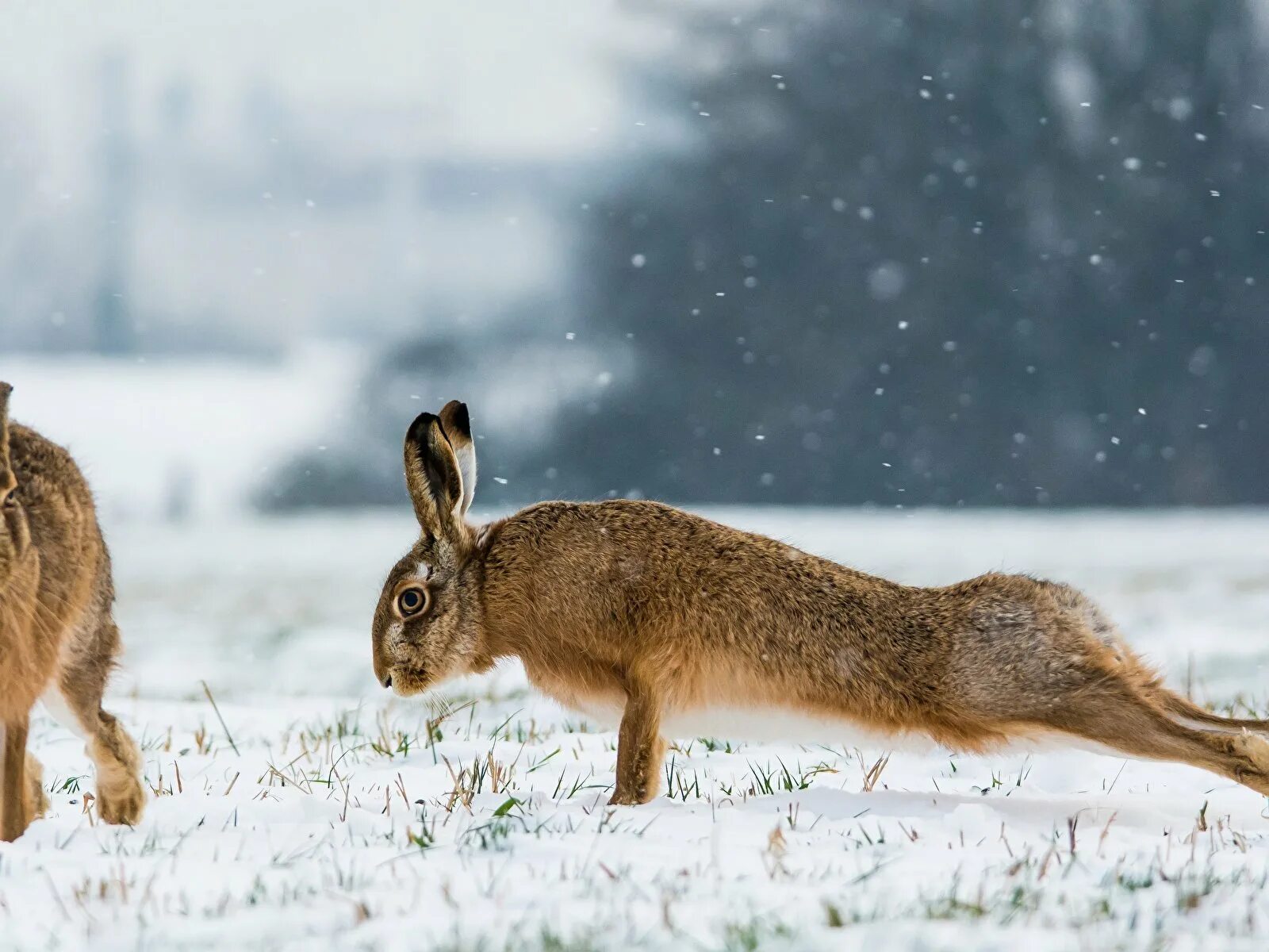 Серый заяц-русак. Заяц русак для детей. Заяц-русак. Заяц русак питается. Заяц толай и русак.