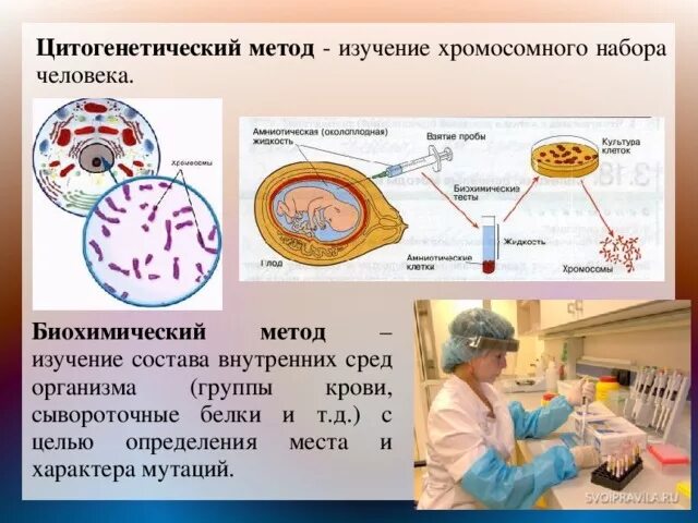 Методы генетики биохимический цитогенетический. Биохимический и цитогенетический метод. Биохимический метод исследования наследственности. Методы изучения генетики человека биохимический. Цитогенетический метод наследственные заболевания