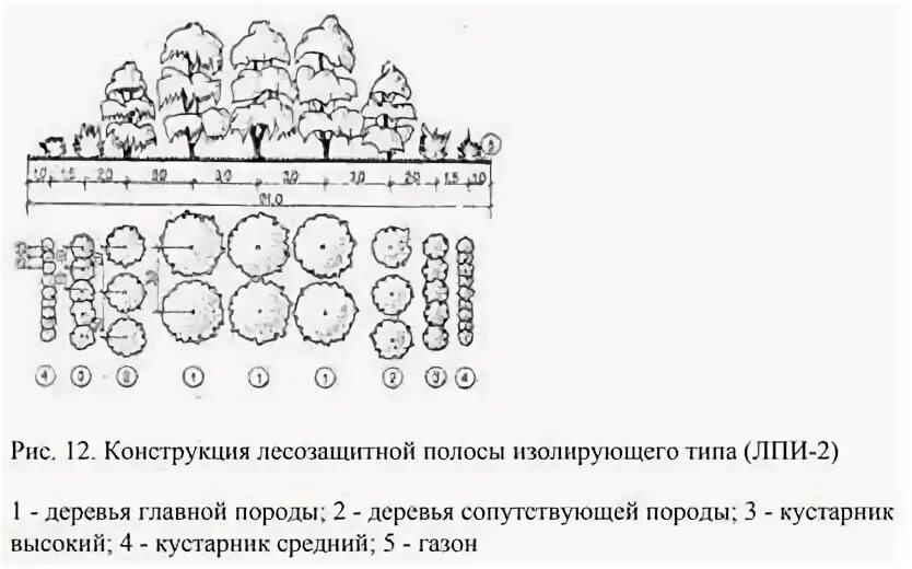 Обработка клеточной массы гормонами высаживание изолированных