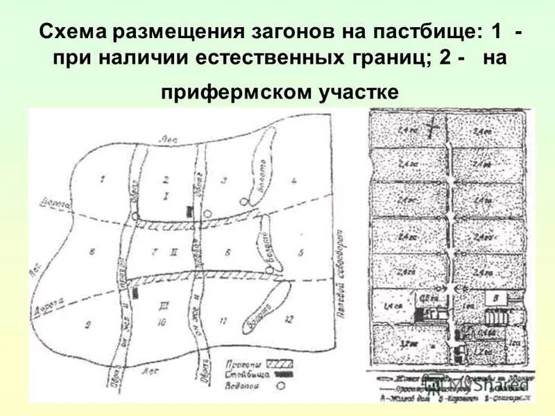 коза ностра ферма. схема кормовых угодий. электропастух на пастбище. устройство пастбищ. суходольные пастбища.