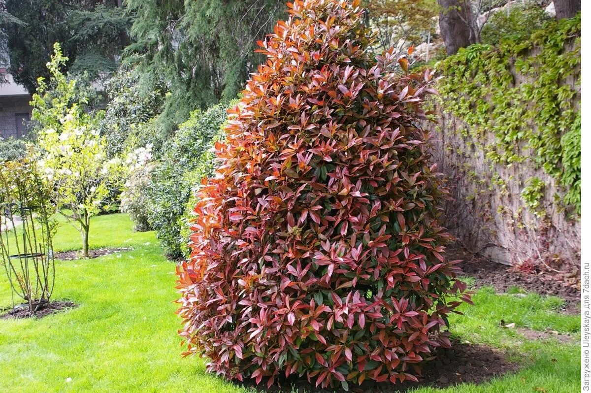 Фотиния Фразера. Фотиния краснолистная. Фотиния Фразера Red Robin. Photinia fraseri Red Robin.