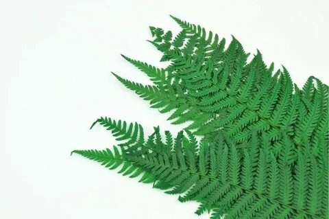 Fern art