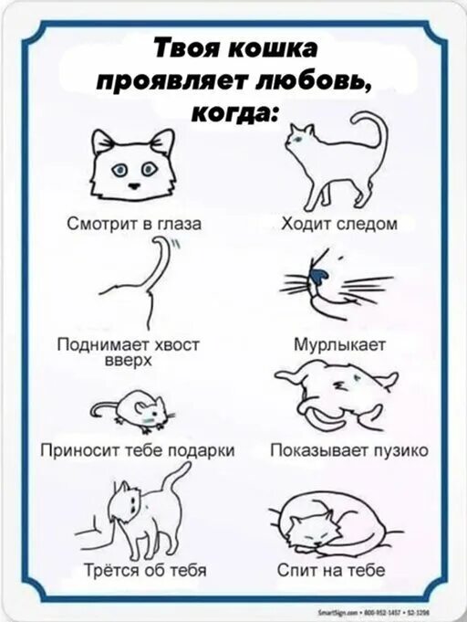 Почему кот ходит и мяукает без причины. Кот мурлычет. почему котыоднимают хвост. почему кот поднимает хвост. кот почему.