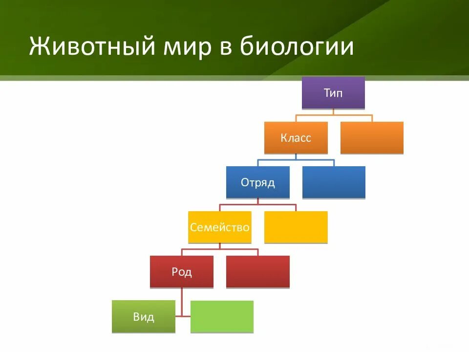 Что такое тип в биологии