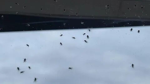 Мошкара на воде