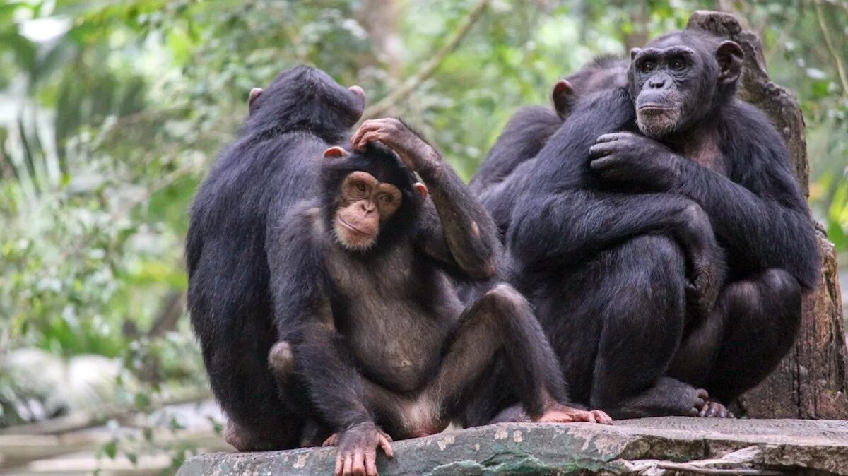 У шимпанзе в соматических клетках 48. Шимпанзе бонобо. Обезьяны бонобо в природе. Самка шимпанзе.