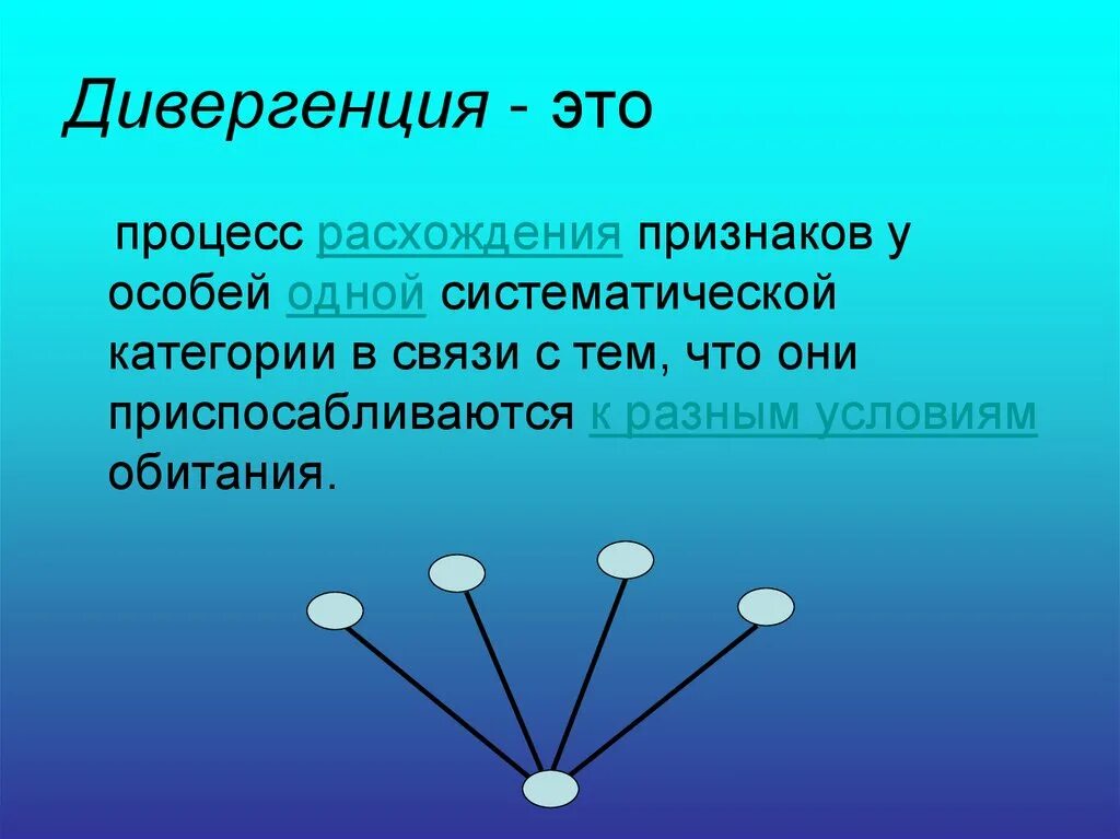 Дивергенция строение. Дивергенция. Процесс дивергенции. Дивергенция в биологии простыми словами.