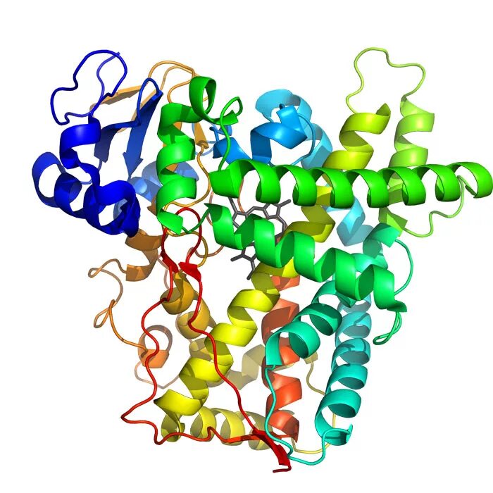 Ферменты картинки. Фермент цитохром р450. Цитохром p450. Цитохром p450 структура. Цитохром p450 хромопротеид.