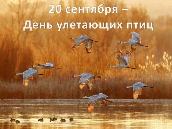 Осенью осенью птицы улетели слушать. Перелётные птицы журавлиный клин. Птицы улетают для детей детского сада. Осенью осенью птицы улетели слушать. Перелетные птицы улетают в теплые края.