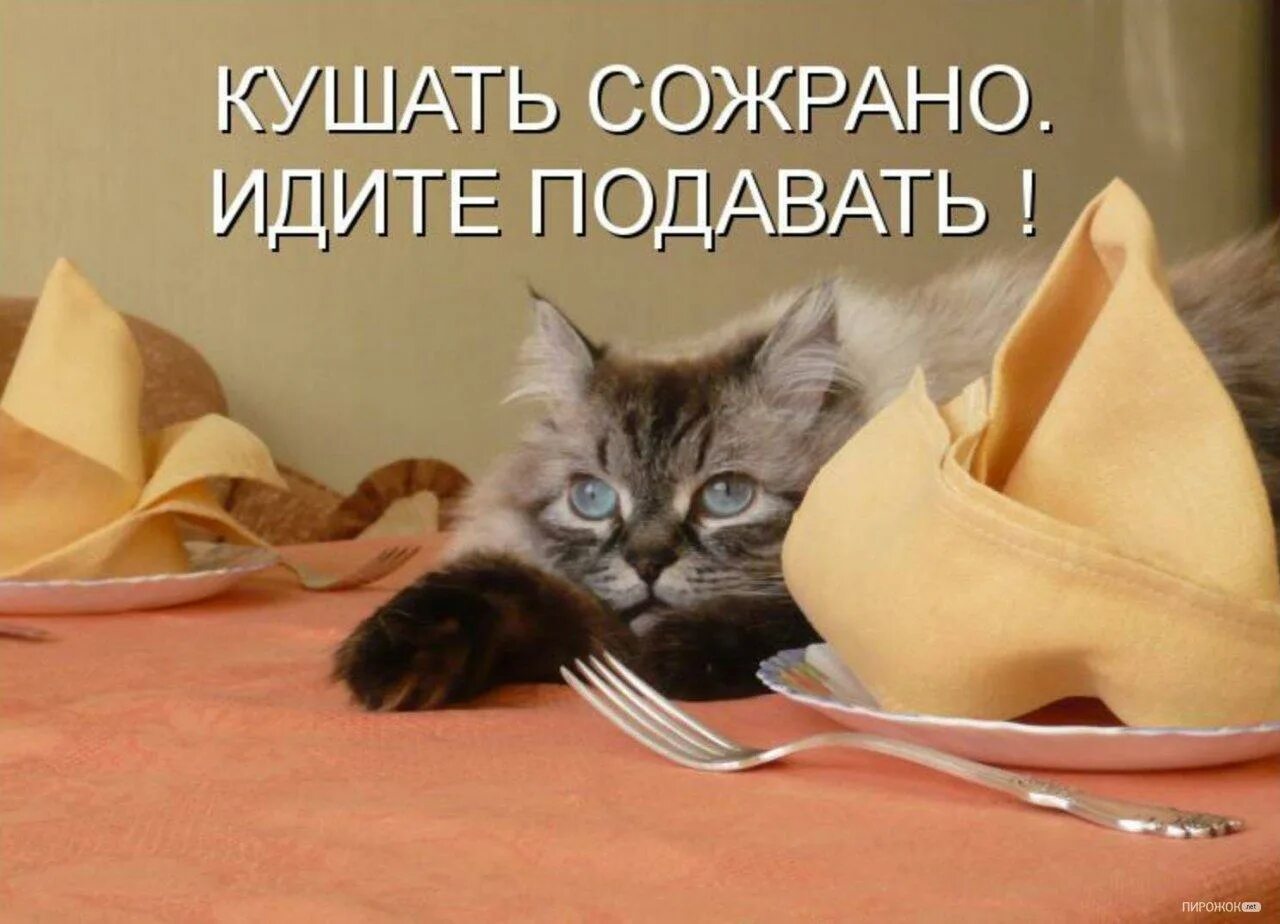 Иди позавтракай. Кушать подано идите жрать. Смешные фразы про котов. Коты приколы с надписями. Кушать приколы.