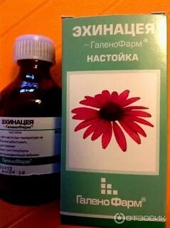 Эхинацея настойка для иммунитета отзывы