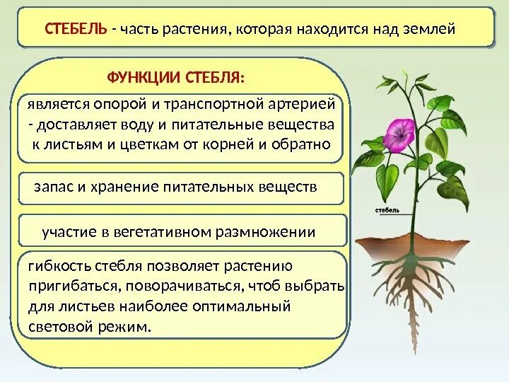 Стебель функции. Функции стебля растений. Строение и функции корня стебля листа цветка. Функции органов корень стебель лист. Функции корня стебля листа и цветка.