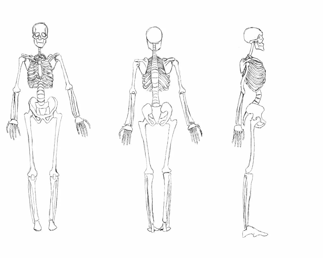 поэтапное рисование скелета. нарисовать скелета поэтапно. как нарисовать скелета поэтапно. поэтапное рисование костей человека. как нарисовать скелета поэтапно.