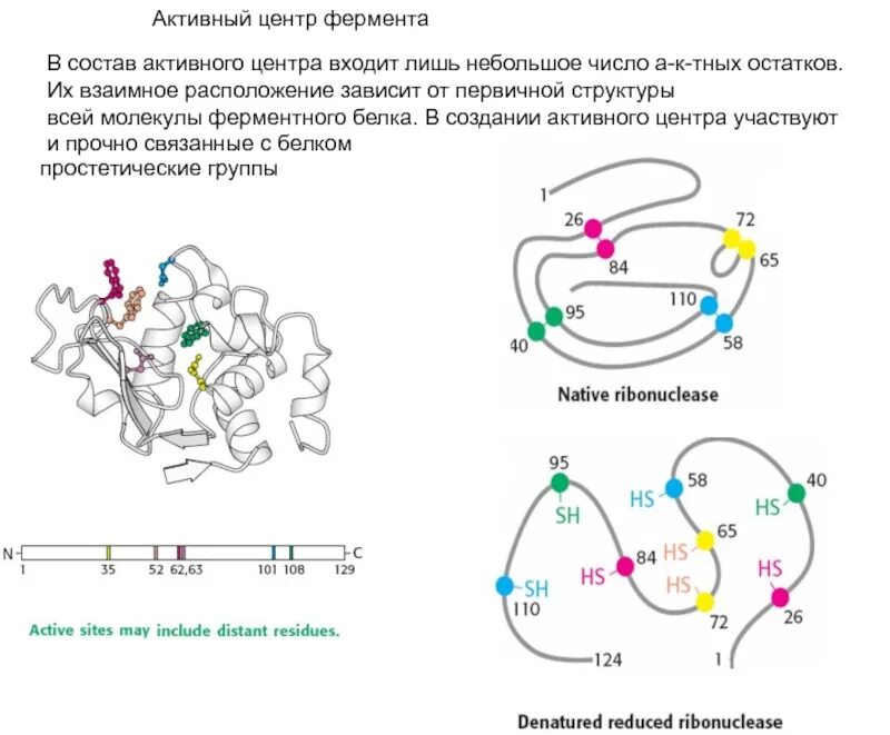 Активный центр биохимия. Состав активного центра фермента. Активный центр ферментов, состав, формирование, роль. Активный центр ферментов простых белков состоит из.
