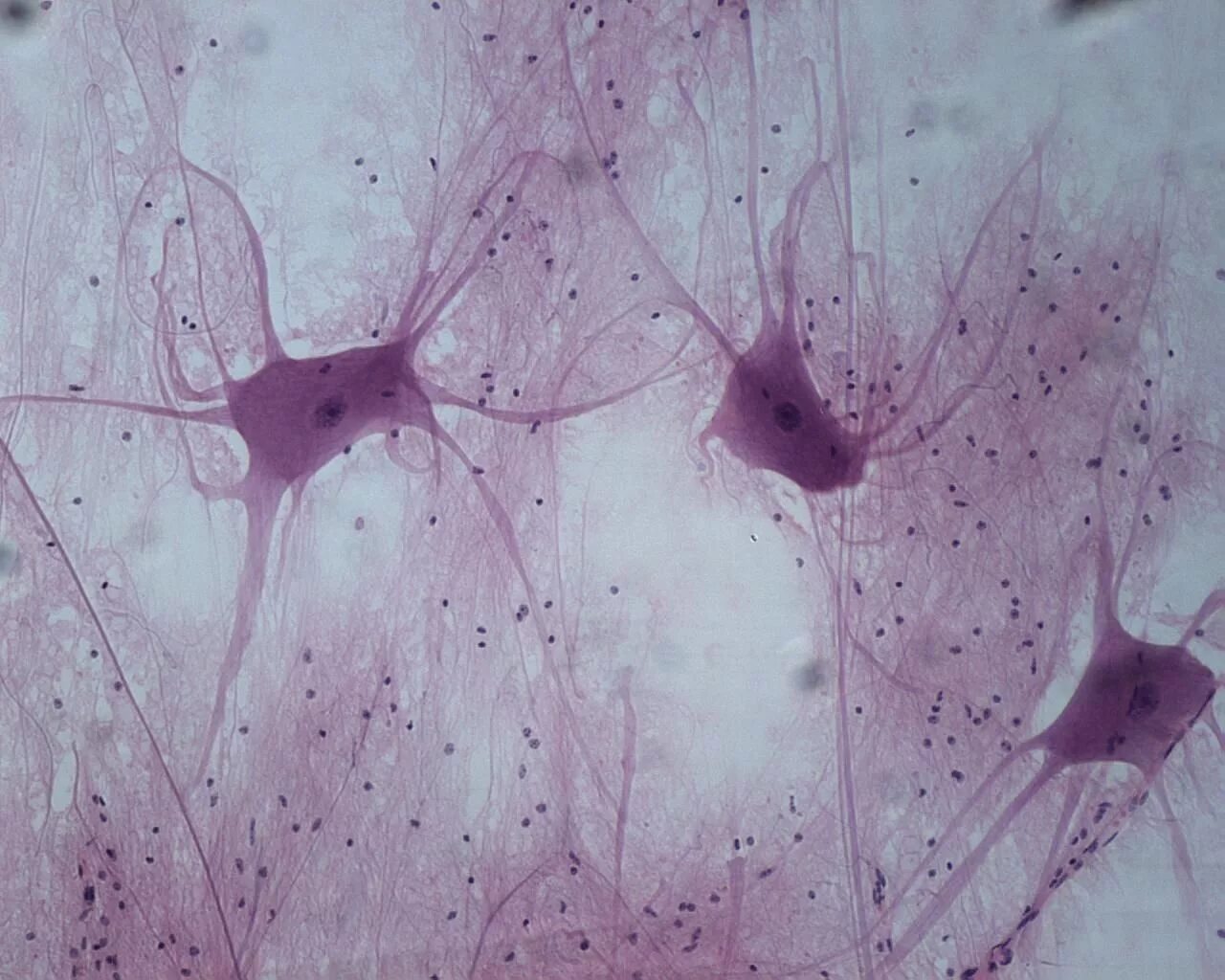 Рассматривали ткань под микроскопом Pin em Microscopio