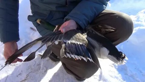 Утиный как правильно