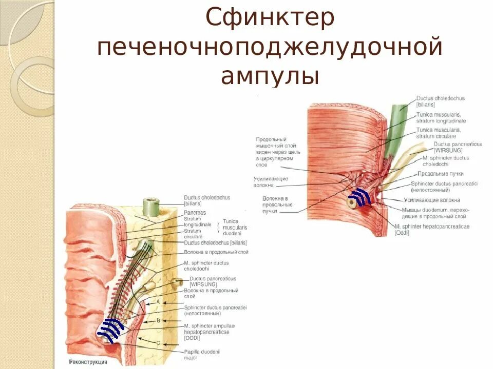 Сфинктер образован. Сфинктер образован