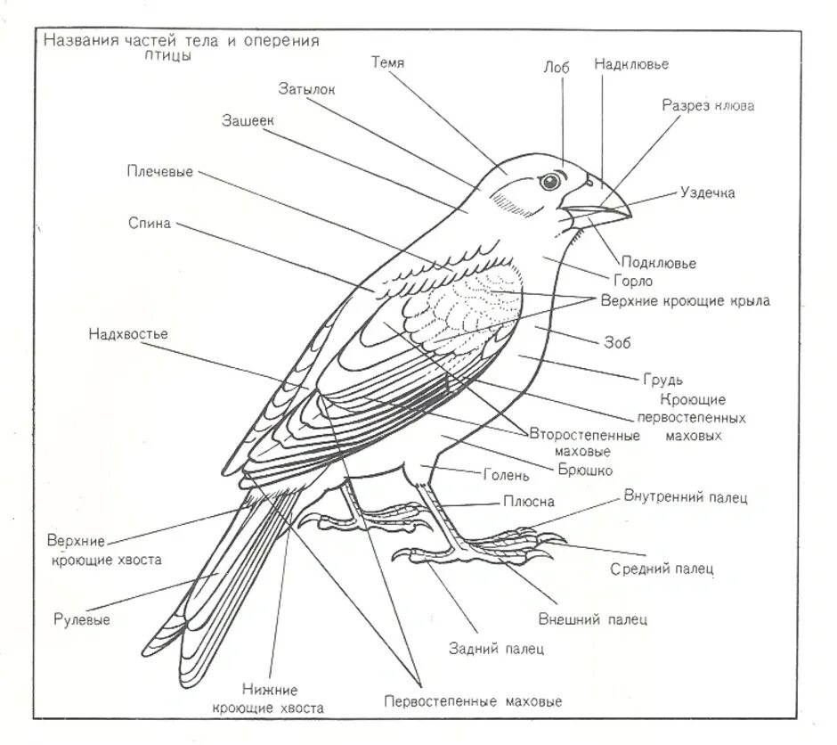 Птицы какое лицо. Схема внешнего строения птицы подпишите основные части тела. Анатомия голубя внешнее и внутреннее строение. Внешнее строение птицы биология. Части тела птицы схема биология 7 класс.