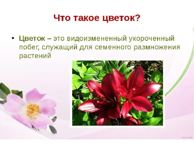 Дайте определение цветка. Цветок определение. Цветок биология. Определение понятия цветок. Что такое цветок кратко.