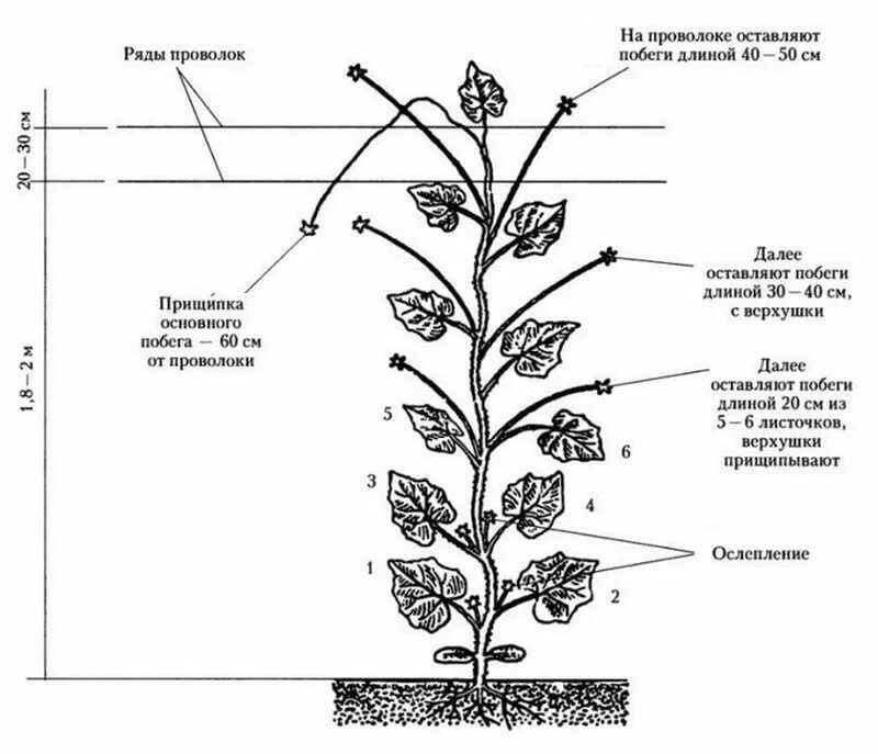 Можно ли обрезать нижние листья. Схема пасынкования огурцов. Огурцы прищипывание в теплице схема. Огурцы пасынкование в открытом грунте. Огурцы схема пасынкования.