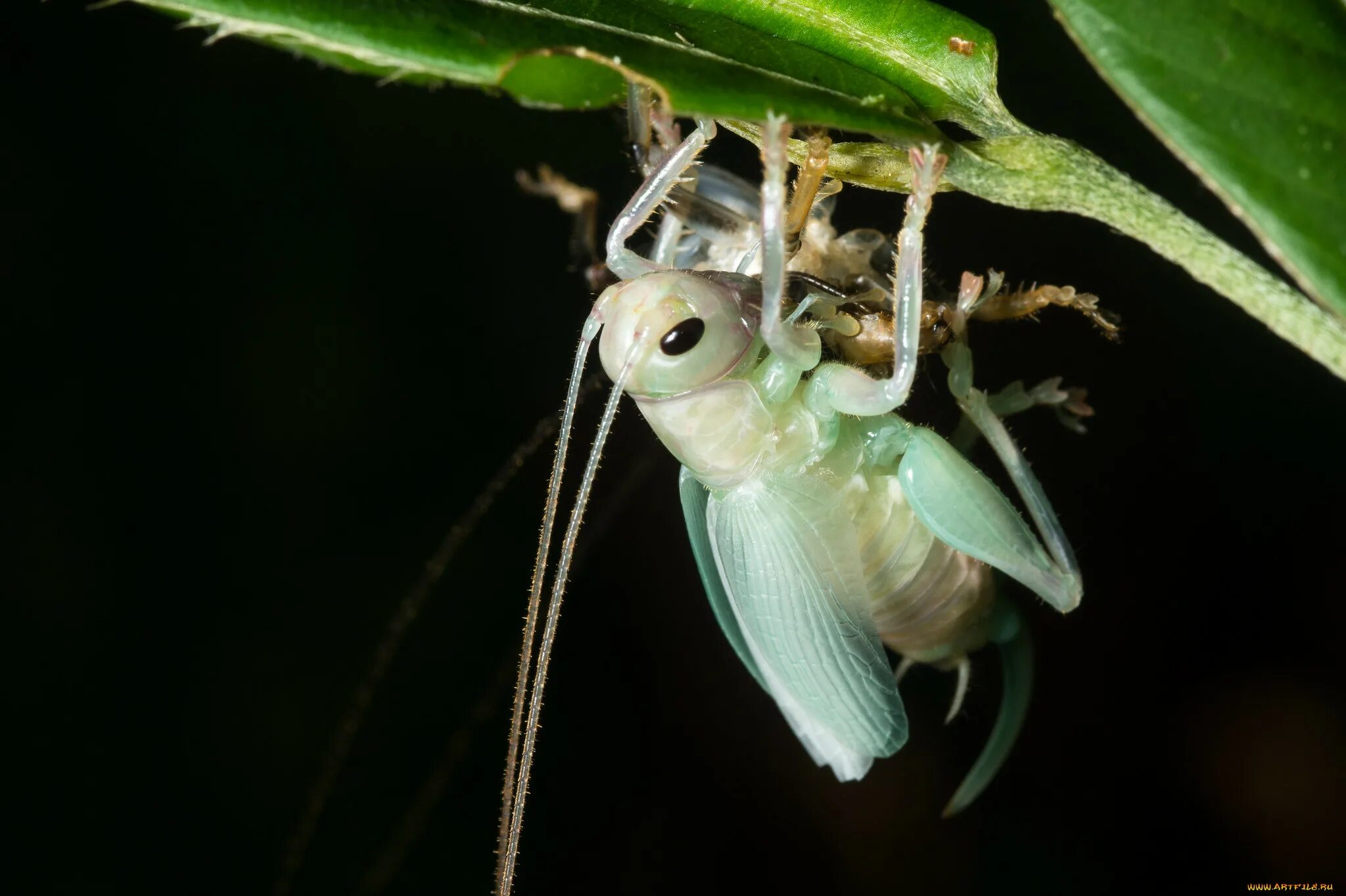 Линек личинки. Кузнечик хвостатый Tettigonia caudata. Яйца кузнечика. Линька кузнечика. Личинка кузнечика.