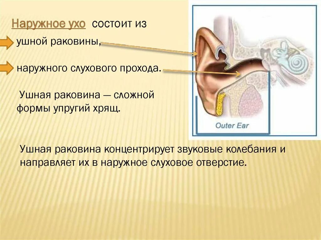 Строение уха 4 класс окружающий мир. Строение органа слуха. Строение наружного уха. Чувствительный орган слуха